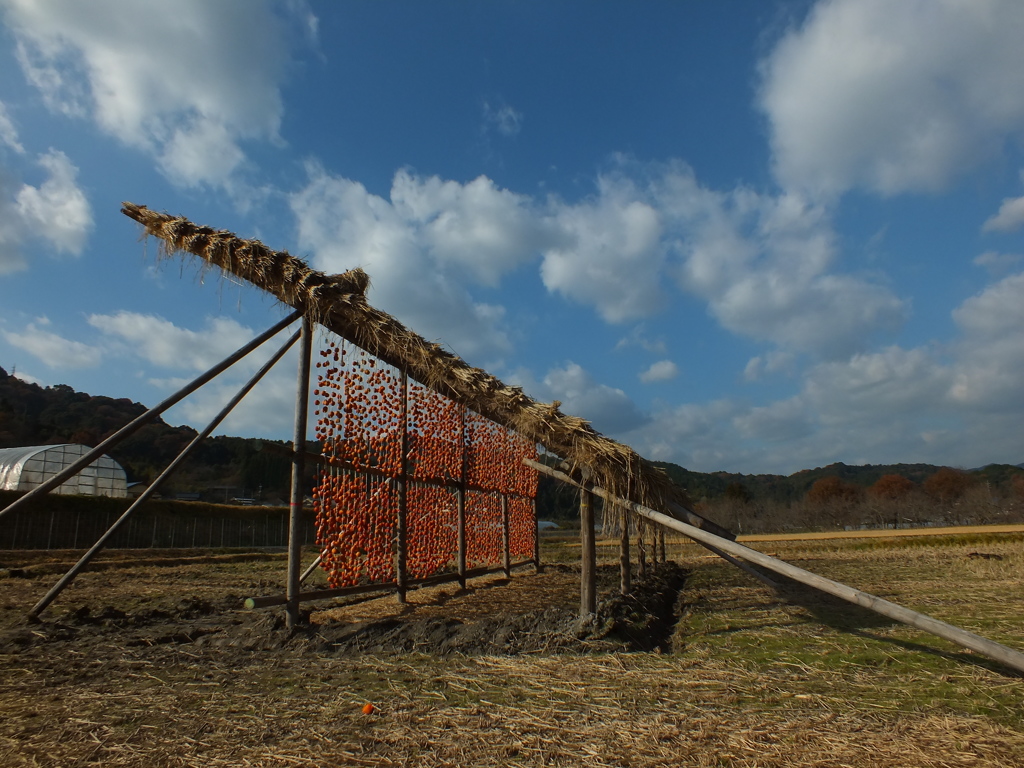 いっぱい干しますよ