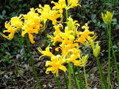 少し種類違うみたい