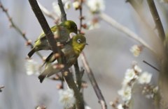 明日から暖かいらしいよ
