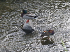 こっちむいてよ