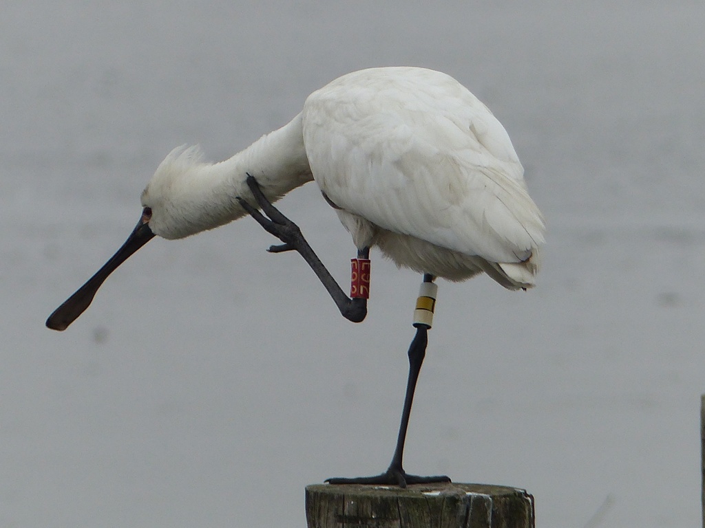 かいか、(開花宣言）