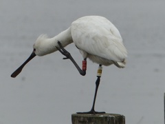 かいか、(開花宣言）
