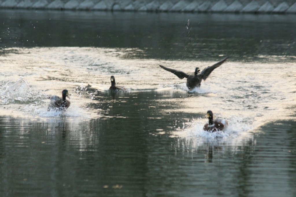 鯉のおじさんが釣られた