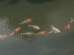 鯉おもい？