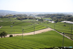 八女茶園