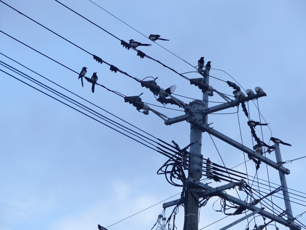 きれいなとりです