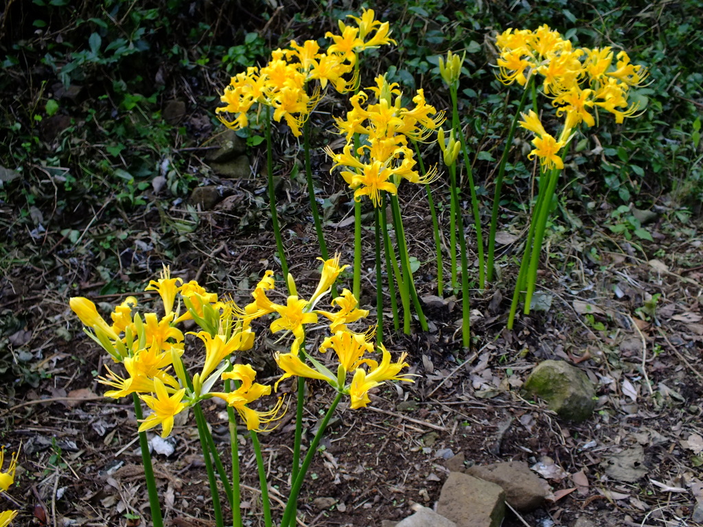 彼岸花の親戚？