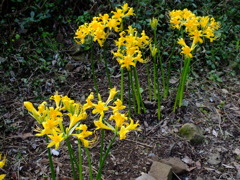 彼岸花の親戚？