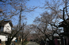 さくらは城がにあいますね