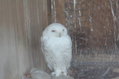 こちらは笑ってます