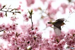 逃げないで