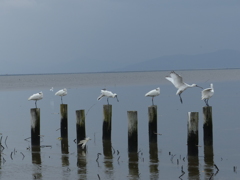 カメラマンが石投げて
