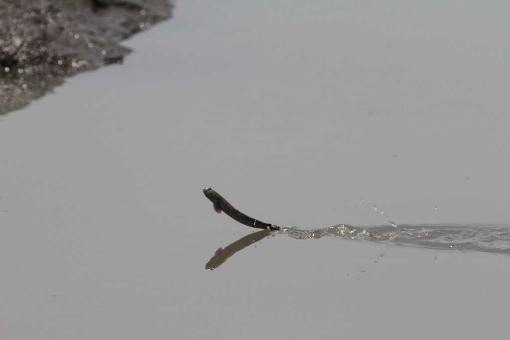 逃げるムツゴロウ