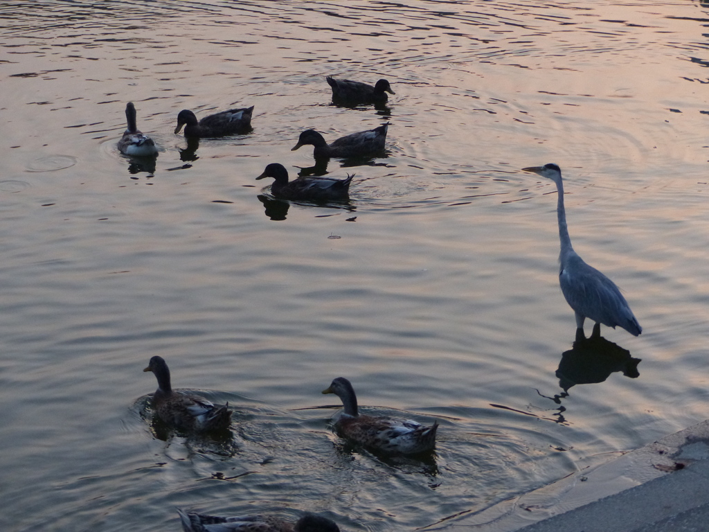 アートに写してね