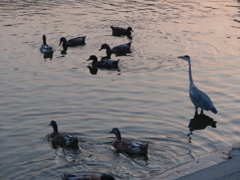 アートに写してね