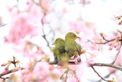 げんさん、やだ