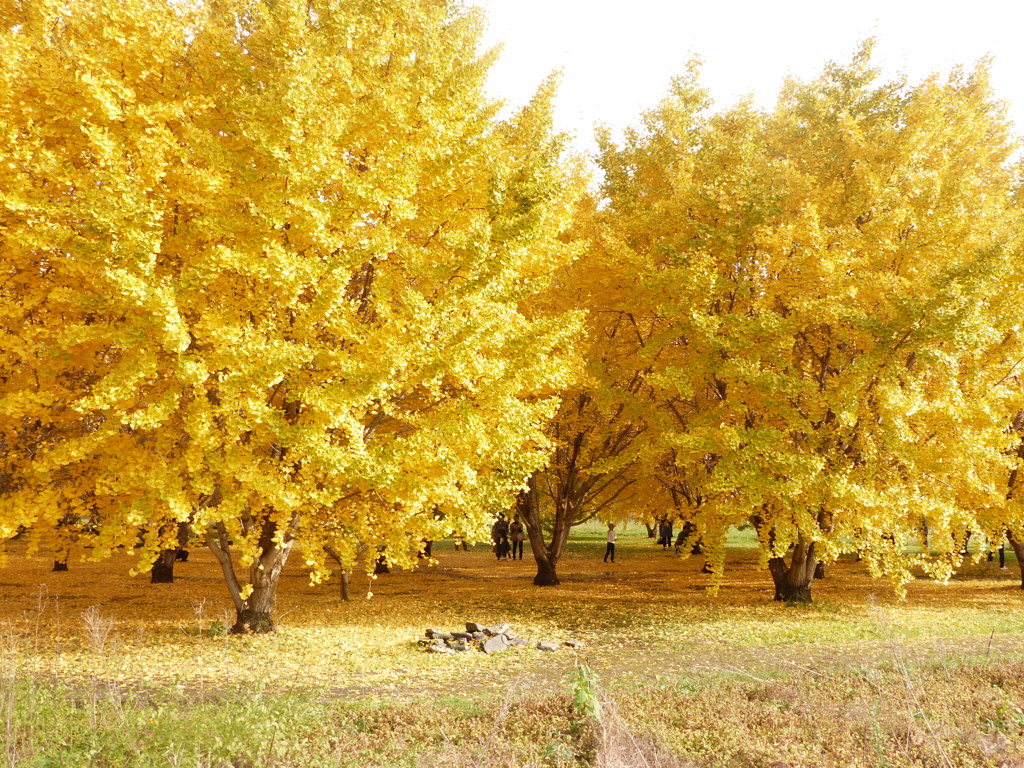 こげんかとこです