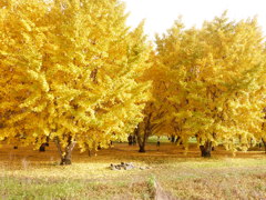 こげんかとこです