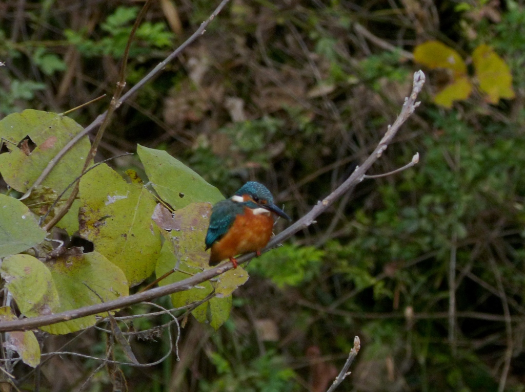 今日のまるちゃん
