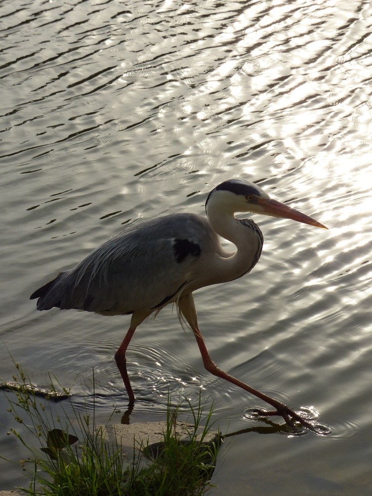 火の鳥シリーズ