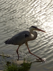 火の鳥シリーズ