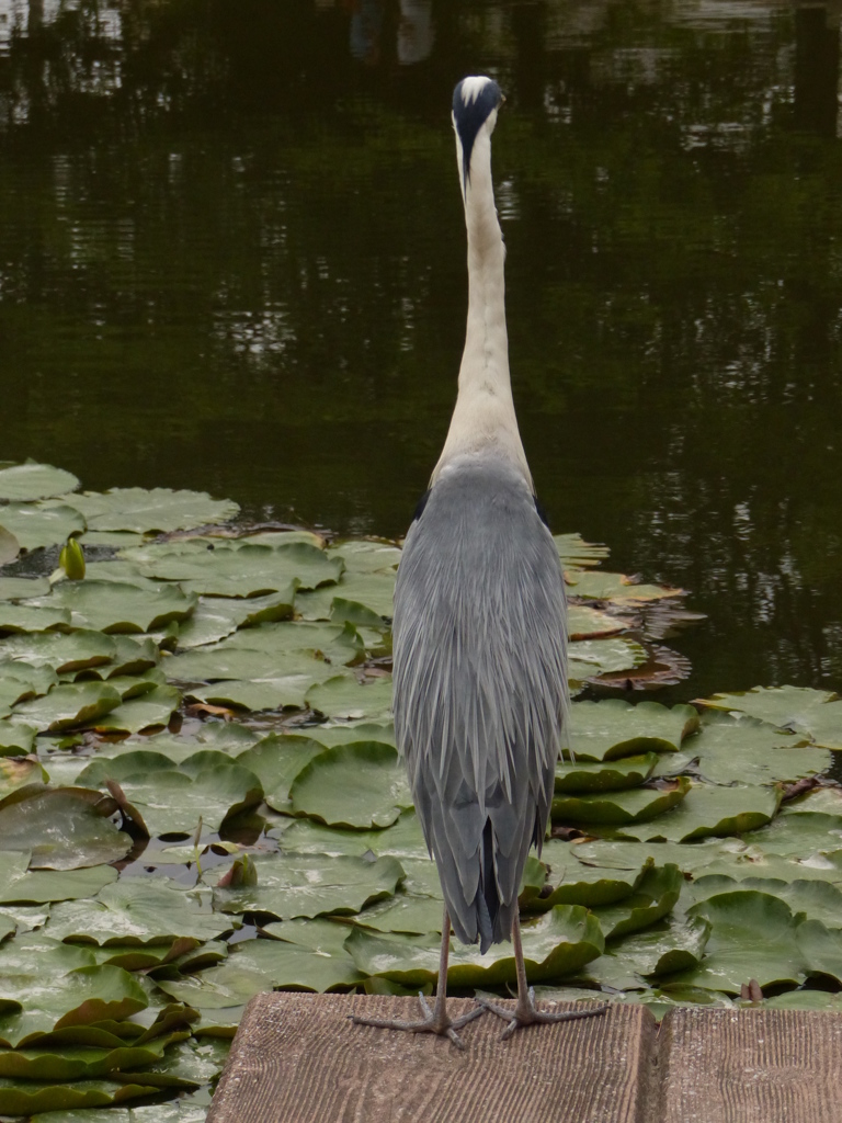 ボジョレーヌーボー