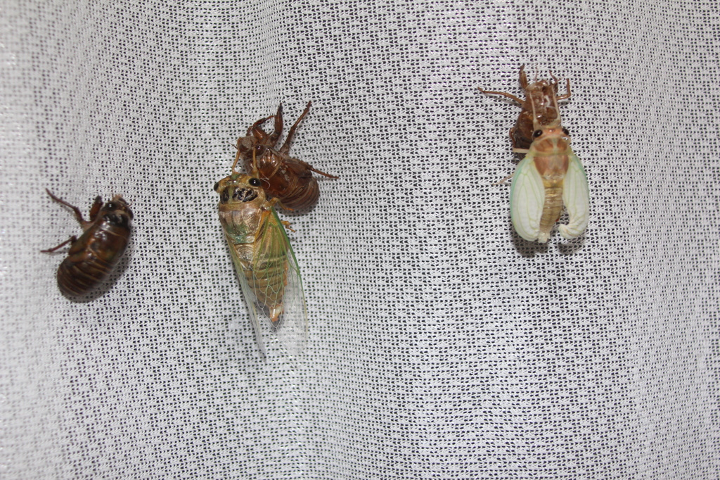 おおきくなれよ