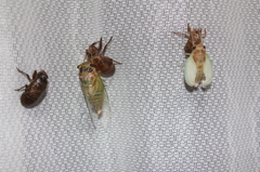 おおきくなれよ