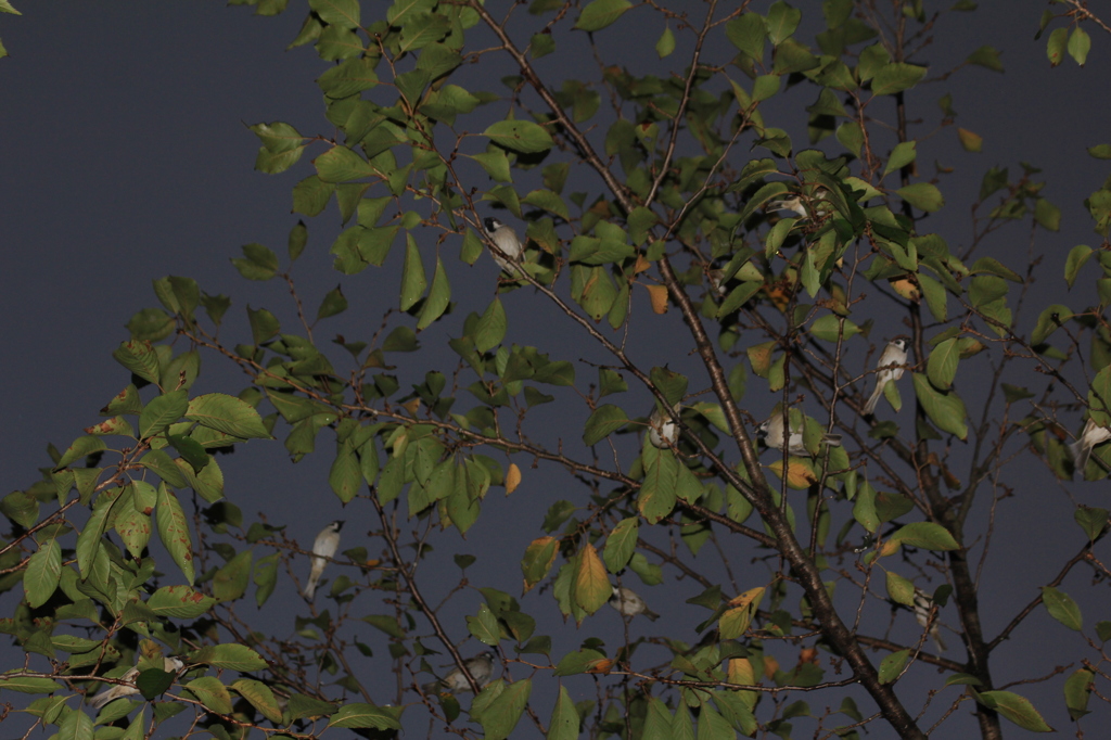 このきなんの木