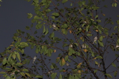 このきなんの木