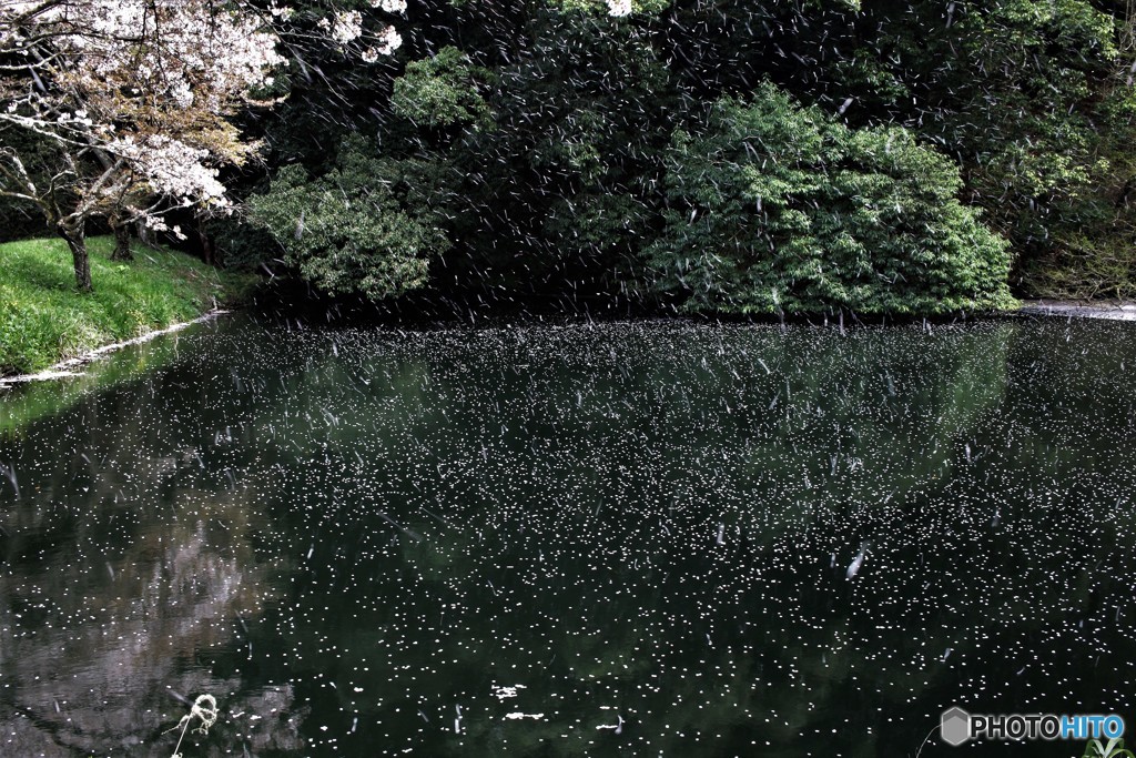 桜吹雪が目に入らぬか