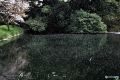 桜吹雪が目に入らぬか