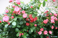 違う源さんちのバラ