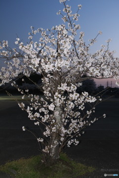 何という切り方