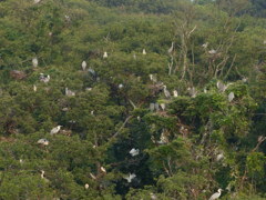 ここはごいサギ