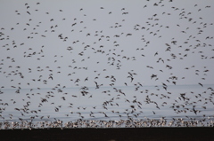 無限でもピントが