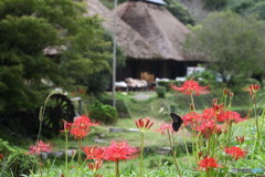 屋根吹替え中