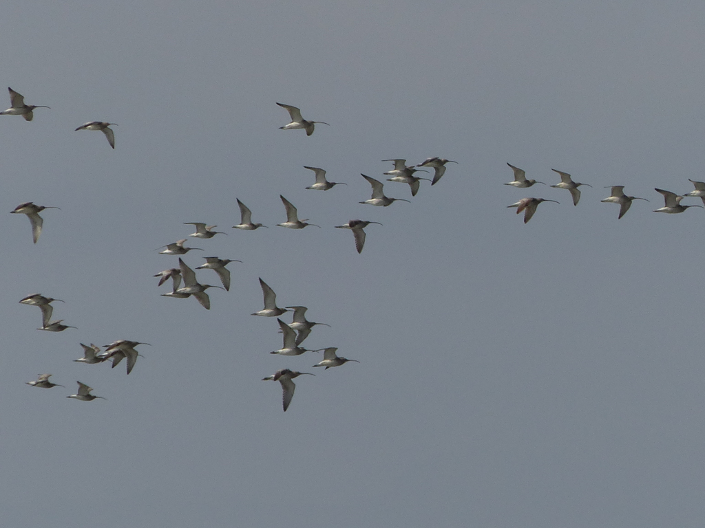 ダイシャクシギ