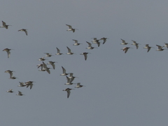 ダイシャクシギ