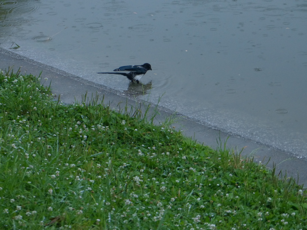 雨がひどい