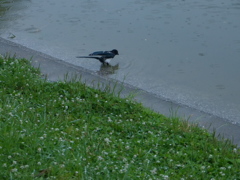 雨がひどい
