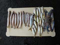 釣ったどー