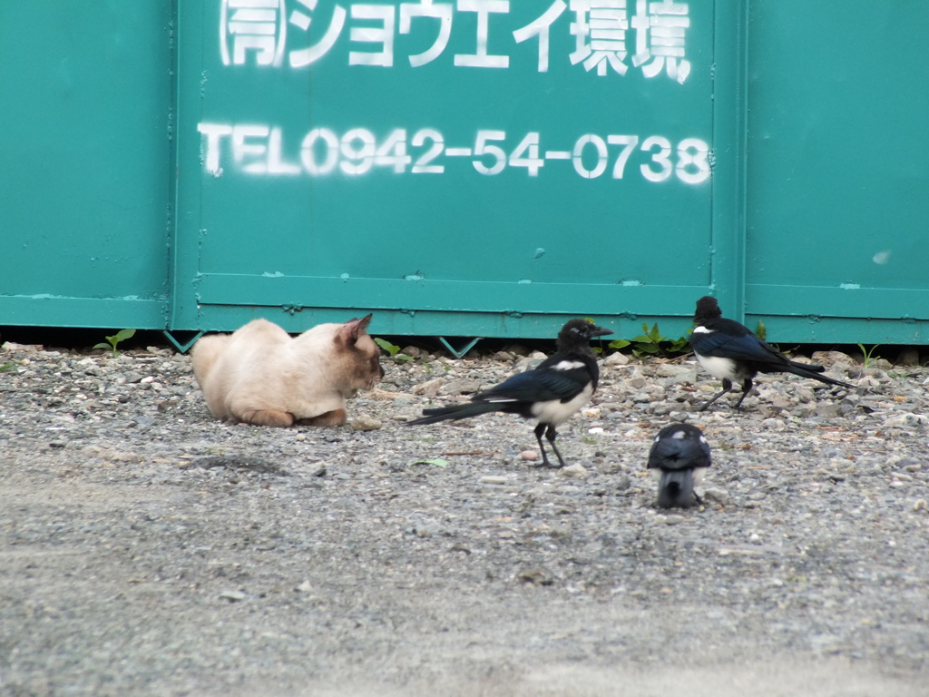 かささぎと
