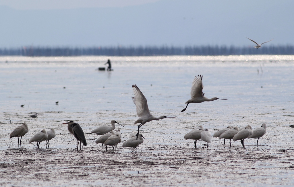 大変だ、近くで鳥インフル