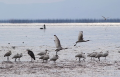 大変だ、近くで鳥インフル