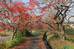 かなり散りましたが