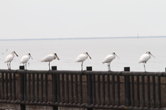 並んでください