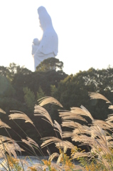 すすき