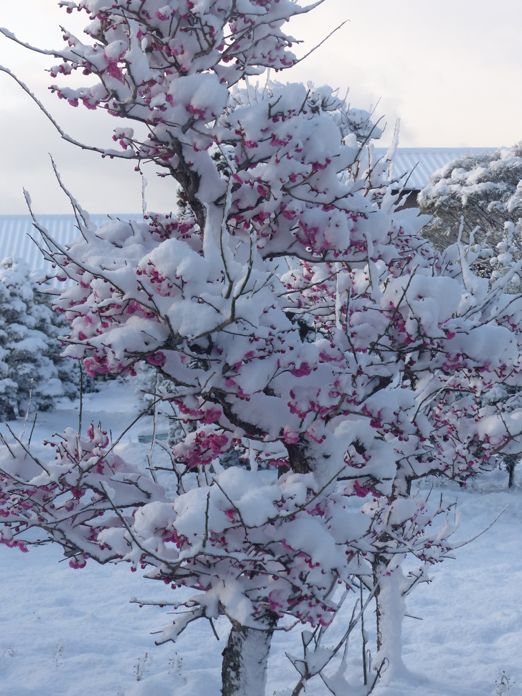 けさはこうばい