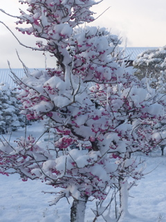 けさはこうばい